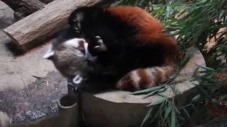 寝起きのルンルン　Lesser panda(レッサーパンダ)