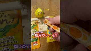 鳥用ちゅーる⁉︎食べるかな？#セキセイインコ#13歳#老鳥