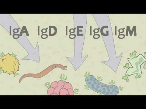 How many peptide chains make up an antibody?