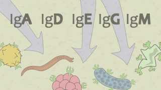 Video 15 Ig Antibodies and Immunoglobulin Function