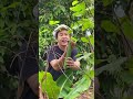 Ikut aku panen di kebun belakang rumah yukk🥰