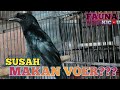 TIPS CEPAT MENGEVOERKAN BURUNG SRIGUNTING