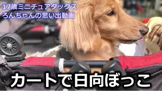 庭で気持ち良さそうに日向ぼっこするミニチュアダックス･･･【思い出動画】