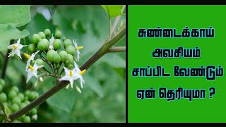 சுண்டைக்காய் மருத்துவ பயன்கள் | Health Benefits of Sundakkai | Benefits of Payankal | TURKEY BERRY