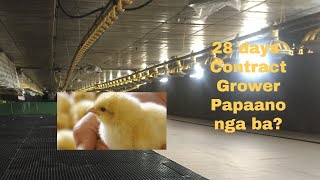 28 DAYS CHICKEN CONTRACT GROWER | HOW TO RAISE CHICKEN