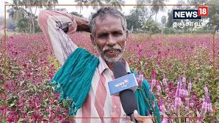 கோழி கொண்டைப் பூ சாகுபடியில் அதிக லாபம் ஈட்டி அசத்தும் தஞ்சை விவசாயி