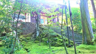 Garden of the divine moss 【国宝 西明寺 苔の庭園】