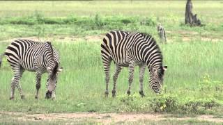 Zebra running and laughing