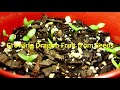 All about  Dragon Fruit  Plant - BONSAIPLANTSNURSERY.COM - Buy fast growing plants