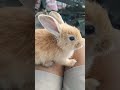 BABY BUNNIES SO CUTE #fyp #shorts #bunnies #rabbit #moodchallenge #rabbit #babybunnies #cutepets