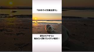 「キウイ2度目の保護」自然界でナデナデされたストレスで… #shorts #アザラシ幼稚園 #seal