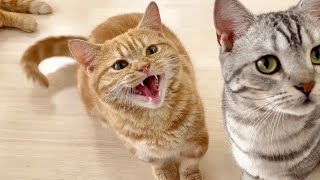 偶然発見したしゃべる猫ちゃーぼーの特技がたまらなくかわいい！【猫の鳴き声】