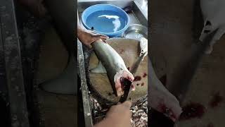 मुशी ( मोरी मासा ) कटींग | amazing Baby Shark fish cutting #shorts  #short #viralvideo