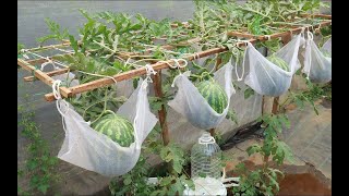 No need for a garden-How to Grow Watermelon at Home – Easy Step-by-Step Guide for Beginners!