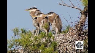 Great Blue Heron and babies on nest