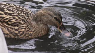 H 264 15 Mbps Duck close up