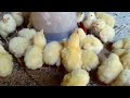 today broiler u0026 ffg rate 30 01 2025 holi ka chicks rate new chicks rate update 30 jan thursday