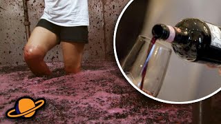 INCREÍBLE PROCESO DE FABRICACIÓN DEL VINO