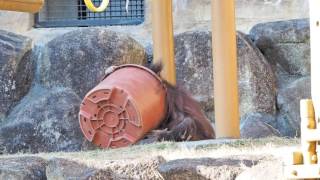 リキちゃんとチェリアちゃん・オランウータン