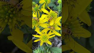 Wow! What a combo: Goldenrod Soldier Beetles on Wingstem Flowers