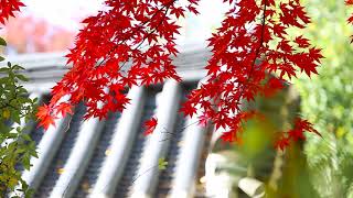 Download free HD video 4k - Maple leaves