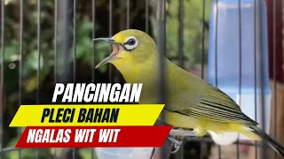 Pancingan Pleci Ngalas Wit Wit ! Cocok Untuk Pancingan Pleci