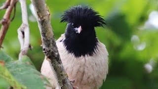 Rosy starling - (Pastor roseus) - Αγιοπούλι - Ακριδοπούλλι - Cyprus