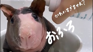 『速報』お風呂に入るよ🐻🛁