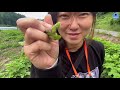 땅두릅의 놀라운 생명력 도시여자 some이 귀농 life. ep13 the amazing vitality of the earthworm