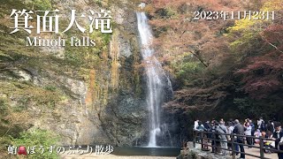 箕面大滝！紅葉シーズン到来🍁大阪の滝、紅葉と言えば箕面ですね🤭