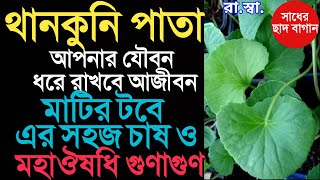 থানকুনি পাতা প্রচুর পরিমাণে কিভাবে টবে চাষ করবেন? জেনে নিন এর বিস্ময়কর মহাঔষধি গুণ; Care of Thankuni