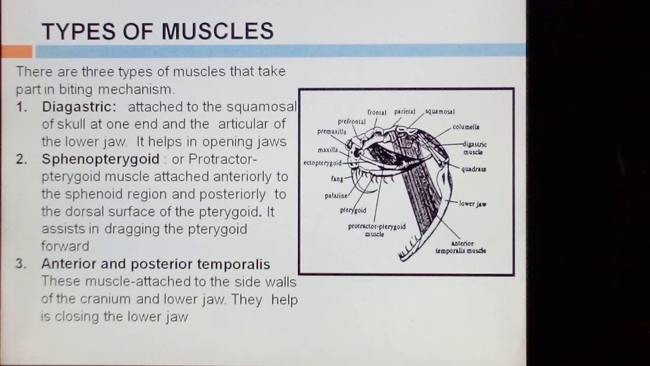 B.Sc II Zoology Ch#2 Lec#1 (Biting Appratus & Biting Mechanism In Snake ...