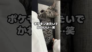 横になってる猫のお尻を叩きまくったらポケモンすぎた #Shorts #cat #cute