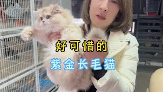 遇到一只漂亮的长毛紫金渐层猫，究竟是什么原因没有收成？