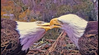 AEF NEFL EAGLES ⭐AMAZING HEARTWARMING MOMENT BETWEEN GABBY \u0026 BEAU! ⭐WORKING TOGETHER TO FEED NE31🦅🌹🦅