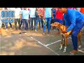 Download #DOG RACE IN GADHINGLAJ KOLHAPUR #DOG RACE In Mp4 3Gp Full HD Video