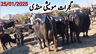 Gujarat Moweshi Mandi 25 Jan 2025/funny video/janwarmandi pk/Shazar Riaz official