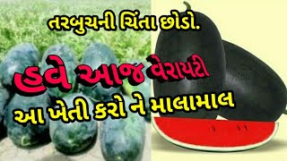 #Watermelon farming Deesa// તરબુચ ની ખેતીની માહિતી.