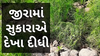 જીરામાં સુકારાએ દેખા દીધી | Jeera | Agriscience