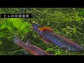 【ベタみたいなメダカ】アフリカ卵生メダカ飼育8ヶ月のリアル【アフィオセミオン】