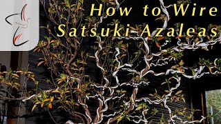 How to Wire Satsuki Azaleas