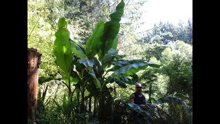 Our Exotic Garden in Canada