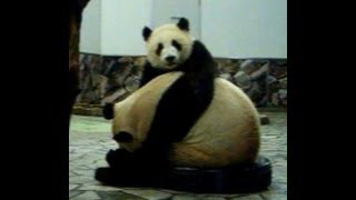 Panda baby パンダ 明浜 梅梅　アドベンチャーワールド