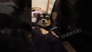 お膝の上でのんびり過ごすチワワさん…ｗ #チワワ#保護犬