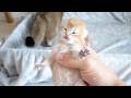 Cat Charo's baby kittens' eyes will be opening soon!