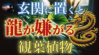 玄関に置くと運気が低下する観葉植物とは？風水・開運的に龍神様が嫌がる植物の秘密