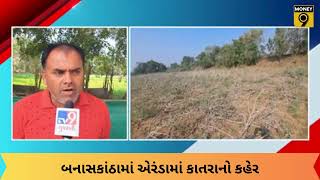 Agriculture: બનાસકાંઠામાં એરંડામાં કાતરાનો કહેર | Gujarat | Banaskantha | castor Seed