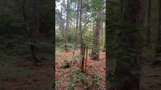 WOW! RARE Chequers (Wild Service)Tree is a sign you are in ancient woodland-more info in description