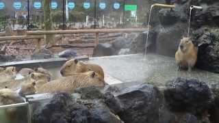 カピバラ入浴シーン2　Capybara　bathing