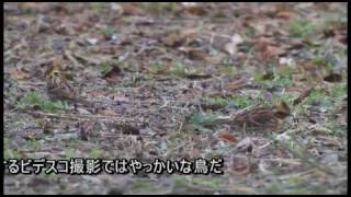 ミヤマホオジロ (Yellow-throated Bunting)